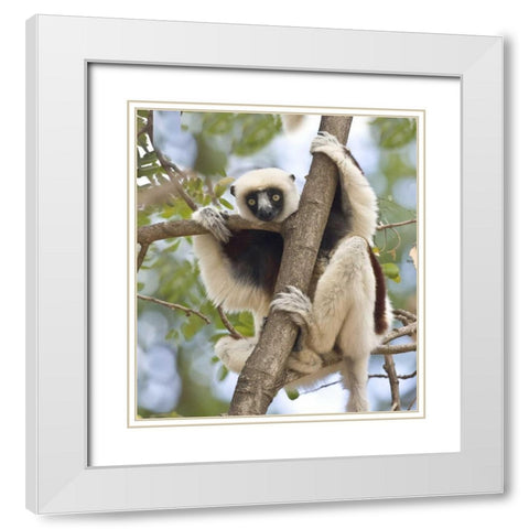 Madagascar Sifaka lemur perched in tree White Modern Wood Framed Art Print with Double Matting by Williams, Joanne