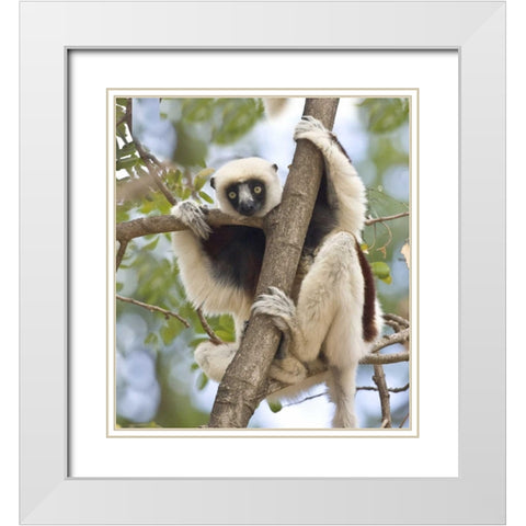 Madagascar Sifaka lemur perched in tree White Modern Wood Framed Art Print with Double Matting by Williams, Joanne