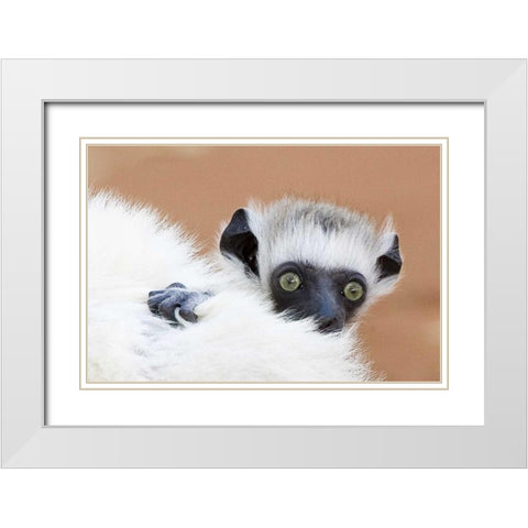 Madagascar Verreaus sifaka baby and mother White Modern Wood Framed Art Print with Double Matting by Williams, Joanne