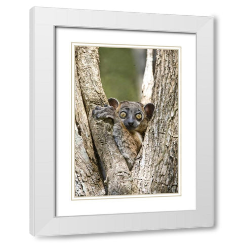 Madagascar White-footed sportive lemur in tree White Modern Wood Framed Art Print with Double Matting by Williams, Joanne