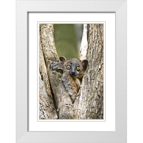 Madagascar White-footed sportive lemur in tree White Modern Wood Framed Art Print with Double Matting by Williams, Joanne