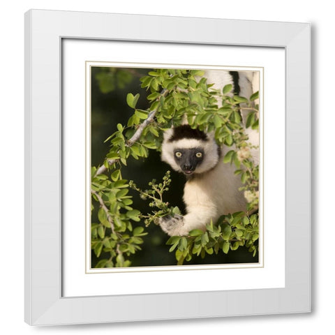 Madagascar Verreauxs sifaka hanging in tree White Modern Wood Framed Art Print with Double Matting by Williams, Joanne