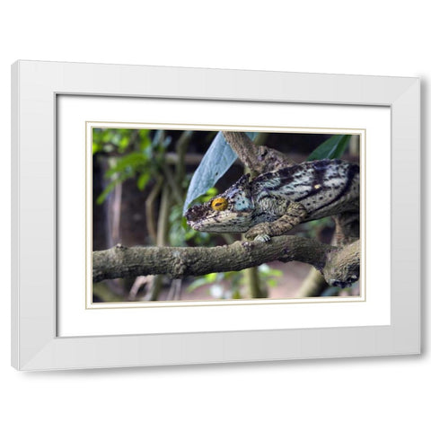 Madagascar Chameleon crawls on tree limb White Modern Wood Framed Art Print with Double Matting by Williams, Joanne