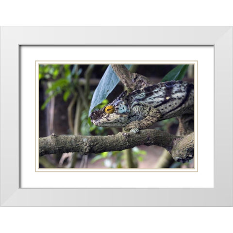 Madagascar Chameleon crawls on tree limb White Modern Wood Framed Art Print with Double Matting by Williams, Joanne