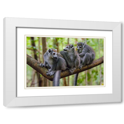 Madagascar-Ankarana-Ankarana Reserve Crowned lemurs White Modern Wood Framed Art Print with Double Matting by Hogstrom, Inger