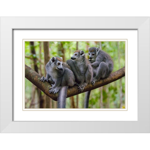 Madagascar-Ankarana-Ankarana Reserve Crowned lemurs White Modern Wood Framed Art Print with Double Matting by Hogstrom, Inger