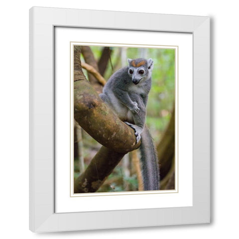 Madagascar-Ankarana-Ankarana Reserve Crowned lemur in a tree White Modern Wood Framed Art Print with Double Matting by Hogstrom, Inger
