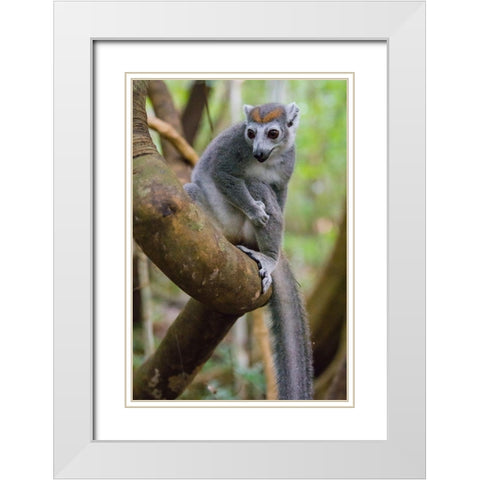 Madagascar-Ankarana-Ankarana Reserve Crowned lemur in a tree White Modern Wood Framed Art Print with Double Matting by Hogstrom, Inger