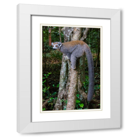 Madagascar-Ankarana-Ankarana Reserve Crowned lemur showing off her long tail White Modern Wood Framed Art Print with Double Matting by Hogstrom, Inger