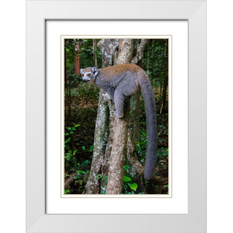 Madagascar-Ankarana-Ankarana Reserve Crowned lemur showing off her long tail White Modern Wood Framed Art Print with Double Matting by Hogstrom, Inger