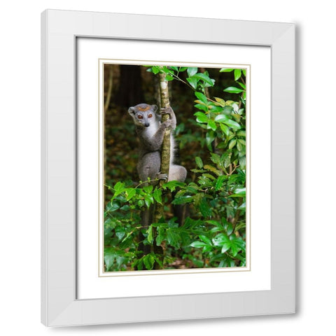 Madagascar-Ankarana-Ankarana Reserve Crowned lemur Curious lemur looks out of the forest White Modern Wood Framed Art Print with Double Matting by Hogstrom, Inger
