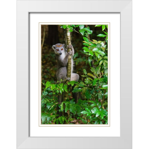 Madagascar-Ankarana-Ankarana Reserve Crowned lemur Curious lemur looks out of the forest White Modern Wood Framed Art Print with Double Matting by Hogstrom, Inger