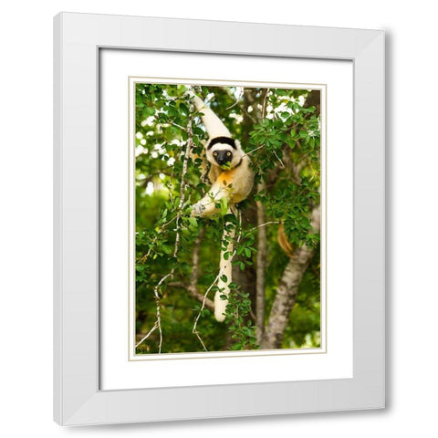 Madagascar-Berenty-Berenty Reserve Verreauxs sifaka eating leaves in a tree White Modern Wood Framed Art Print with Double Matting by Hogstrom, Inger
