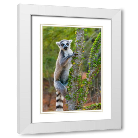 Madagascar-Berenty-Berenty Reserve Ring-tail lemur eating leaves from a Alluaudia procera tree White Modern Wood Framed Art Print with Double Matting by Hogstrom, Inger