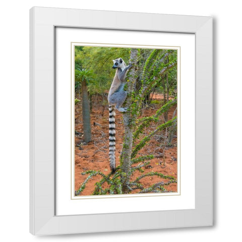 Madagascar-Berenty-Berenty Reserve Ring-tail lemur eating leaves from a Alluaudia procera tree White Modern Wood Framed Art Print with Double Matting by Hogstrom, Inger