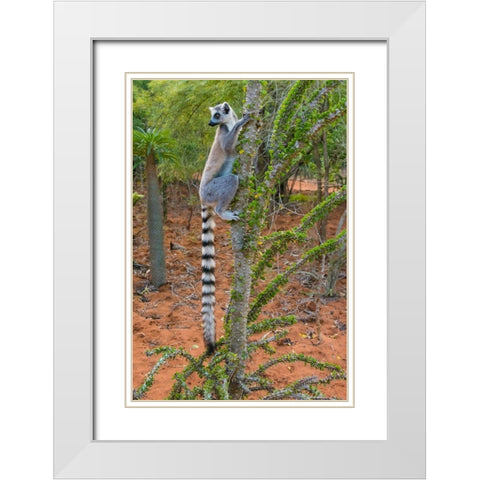 Madagascar-Berenty-Berenty Reserve Ring-tail lemur eating leaves from a Alluaudia procera tree White Modern Wood Framed Art Print with Double Matting by Hogstrom, Inger