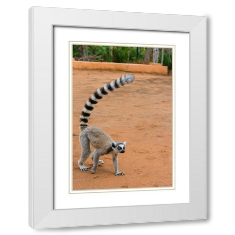 Madagascar-Berenty-Berenty Reserve Ring-tailed lemur walking White Modern Wood Framed Art Print with Double Matting by Hogstrom, Inger