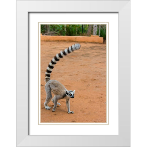 Madagascar-Berenty-Berenty Reserve Ring-tailed lemur walking White Modern Wood Framed Art Print with Double Matting by Hogstrom, Inger