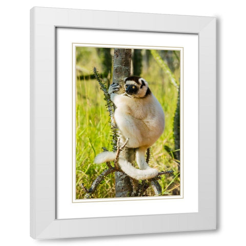 Madagascar-Berenty-Berenty Reserve Verreauxs sifaka in a Alluaudia procera tree White Modern Wood Framed Art Print with Double Matting by Hogstrom, Inger
