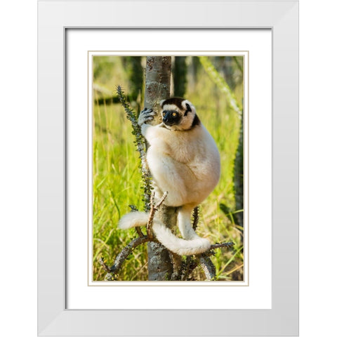Madagascar-Berenty-Berenty Reserve Verreauxs sifaka in a Alluaudia procera tree White Modern Wood Framed Art Print with Double Matting by Hogstrom, Inger