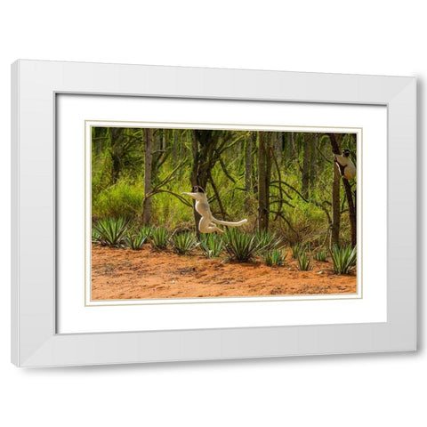 Madagascar-Berenty-Berenty Reserve Verreauxs sifaka leaping down to the road White Modern Wood Framed Art Print with Double Matting by Hogstrom, Inger