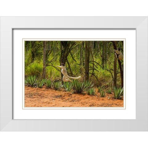 Madagascar-Berenty-Berenty Reserve Verreauxs sifaka leaping down to the road White Modern Wood Framed Art Print with Double Matting by Hogstrom, Inger