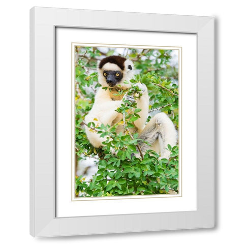 Madagascar-Berenty-Berenty Reserve Verreauxs sifaka eating leaves in a tree White Modern Wood Framed Art Print with Double Matting by Hogstrom, Inger