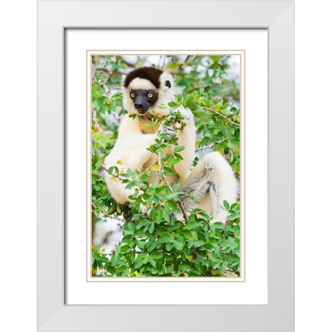 Madagascar-Berenty-Berenty Reserve Verreauxs sifaka eating leaves in a tree White Modern Wood Framed Art Print with Double Matting by Hogstrom, Inger