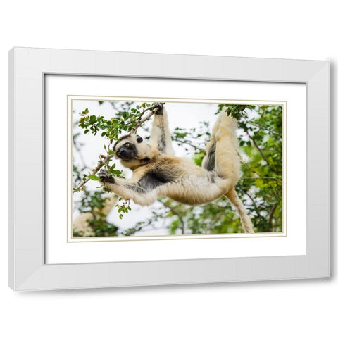 Madagascar-Berenty-Berenty Reserve Verreauxs sifaka eating leaves in a tree White Modern Wood Framed Art Print with Double Matting by Hogstrom, Inger