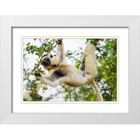 Madagascar-Berenty-Berenty Reserve Verreauxs sifaka eating leaves in a tree White Modern Wood Framed Art Print with Double Matting by Hogstrom, Inger