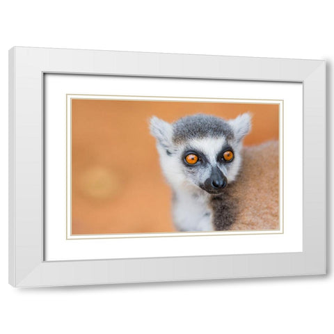 Madagascar-Berenty-Berenty Reserve Ring-tailed lemur White Modern Wood Framed Art Print with Double Matting by Hogstrom, Inger