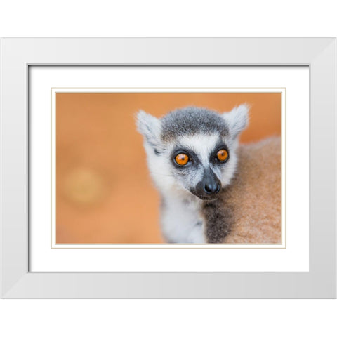 Madagascar-Berenty-Berenty Reserve Ring-tailed lemur White Modern Wood Framed Art Print with Double Matting by Hogstrom, Inger