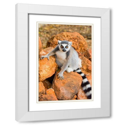 Madagascar-Berenty-Berenty Reserve Ring-tailed lemur sitting on some rocks White Modern Wood Framed Art Print with Double Matting by Hogstrom, Inger
