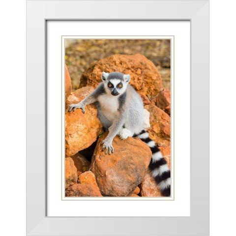 Madagascar-Berenty-Berenty Reserve Ring-tailed lemur sitting on some rocks White Modern Wood Framed Art Print with Double Matting by Hogstrom, Inger