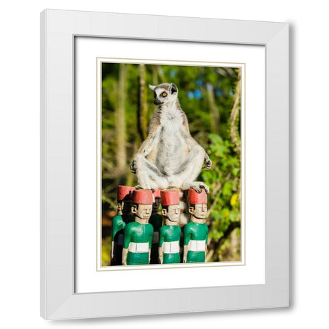 Madagascar-Berenty-Berenty Reserve Ring-tailed lemur warming itself in the morning sunshine White Modern Wood Framed Art Print with Double Matting by Hogstrom, Inger