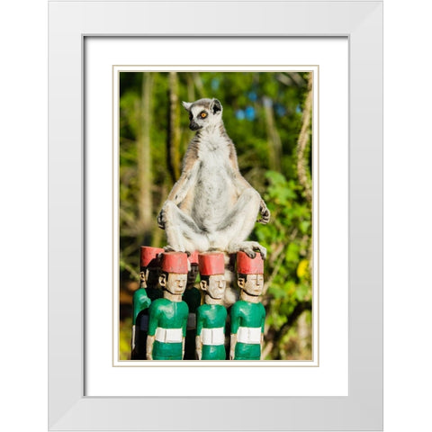 Madagascar-Berenty-Berenty Reserve Ring-tailed lemur warming itself in the morning sunshine White Modern Wood Framed Art Print with Double Matting by Hogstrom, Inger