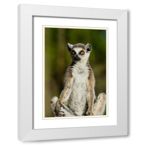 Madagascar-Berenty-Berenty Reserve Ring-tailed lemur White Modern Wood Framed Art Print with Double Matting by Hogstrom, Inger