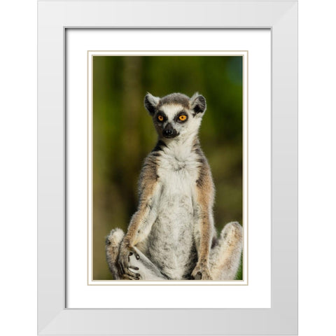 Madagascar-Berenty-Berenty Reserve Ring-tailed lemur White Modern Wood Framed Art Print with Double Matting by Hogstrom, Inger