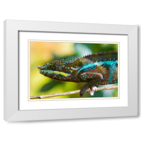 Madagascar-Marozevo Peyrieras Reptile Farm-panther chameleon White Modern Wood Framed Art Print with Double Matting by Hogstrom, Inger