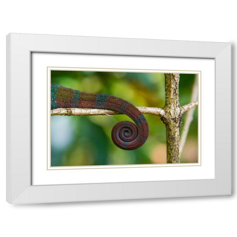 Madagascar-Marozevo-Peyrieras Reptile Farm Parsons chameleon White Modern Wood Framed Art Print with Double Matting by Hogstrom, Inger