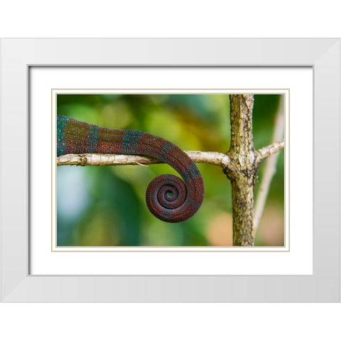 Madagascar-Marozevo-Peyrieras Reptile Farm Parsons chameleon White Modern Wood Framed Art Print with Double Matting by Hogstrom, Inger