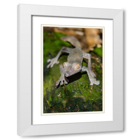 Madagascar-Marozevo-Peyrieras Reptile Farm Common leaf-tailed gecko Uroplatus fimbriatus White Modern Wood Framed Art Print with Double Matting by Hogstrom, Inger