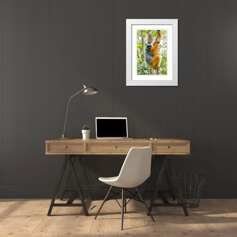 Madagascar-Andasibe-Vakona Lodge-Lemur Island Diademed sifaka in a tree White Modern Wood Framed Art Print with Double Matting by Hogstrom, Inger