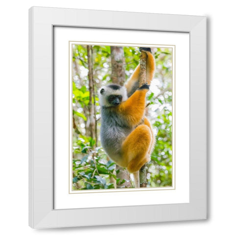 Madagascar-Andasibe-Vakona Lodge-Lemur Island Diademed sifaka in a tree White Modern Wood Framed Art Print with Double Matting by Hogstrom, Inger