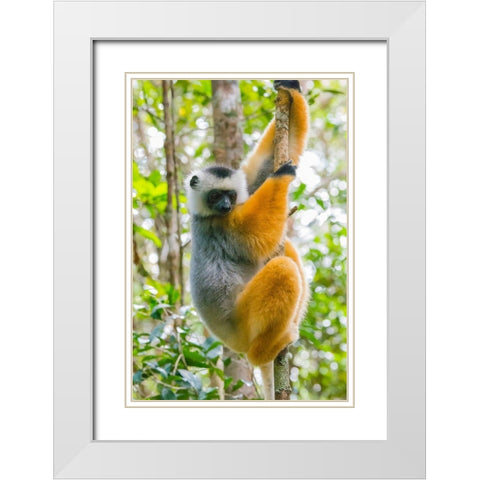 Madagascar-Andasibe-Vakona Lodge-Lemur Island Diademed sifaka in a tree White Modern Wood Framed Art Print with Double Matting by Hogstrom, Inger