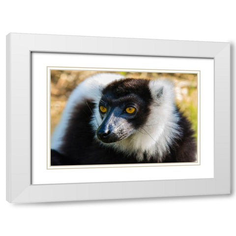 Madagascar-Andasibe-Vakona Lodge-Lemur Island Black and white ruffed lemur White Modern Wood Framed Art Print with Double Matting by Hogstrom, Inger