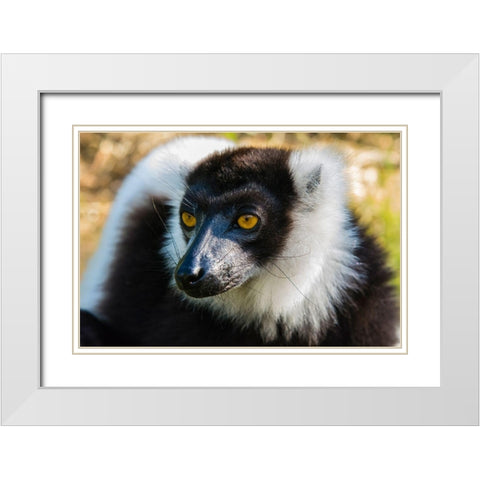 Madagascar-Andasibe-Vakona Lodge-Lemur Island Black and white ruffed lemur White Modern Wood Framed Art Print with Double Matting by Hogstrom, Inger