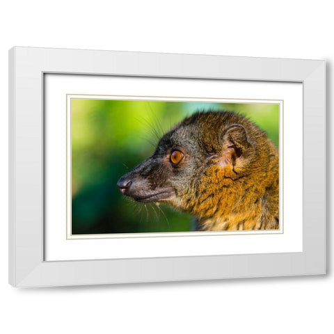 Madagascar-Andasibe-Vakona Lodge-Lemur Island Common brown lemur White Modern Wood Framed Art Print with Double Matting by Hogstrom, Inger