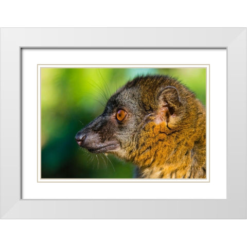 Madagascar-Andasibe-Vakona Lodge-Lemur Island Common brown lemur White Modern Wood Framed Art Print with Double Matting by Hogstrom, Inger