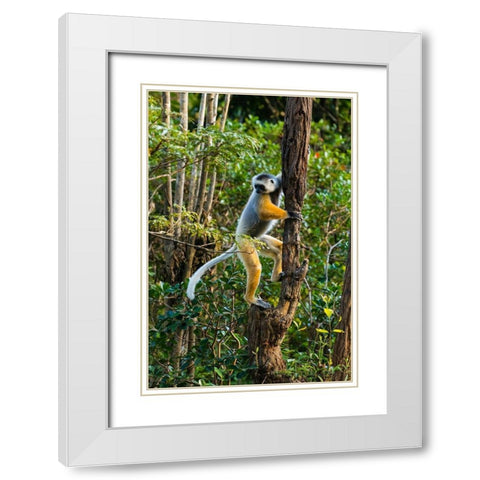 Madagascar-Andasibe-Vakona Lodge-Lemur Island Diademed sifaka climbing a tree White Modern Wood Framed Art Print with Double Matting by Hogstrom, Inger